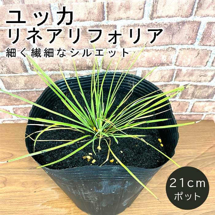 Amazon.co.jp: 庭木 苗木 ユッカ リネアリフォリア 21cmポット